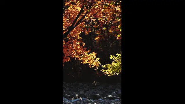 Fall leaves in the wind