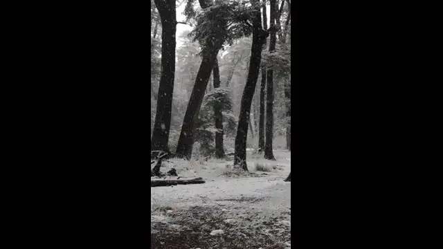 14473422_1080_1920_30fps